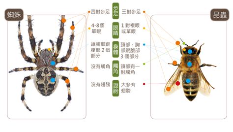 房間為什麼有蜘蛛|蛛事吉祥——家中常見蜘蛛篇